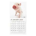 The Pig 2024 Calendar Large Size 290 × 290Mm |  Calendar 2024